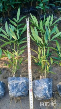 高度40厘米十大功劳