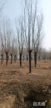 20公分旱柳