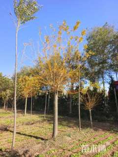 8公分黄金槐