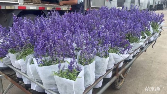 高度20厘米鼠尾草