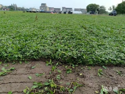 高度5厘米姬言垂草