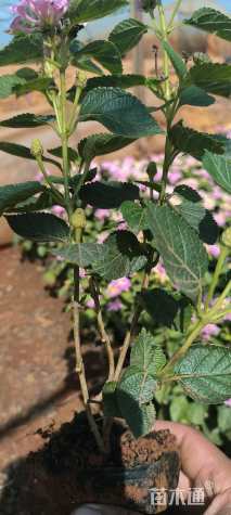 高度35厘米马缨丹