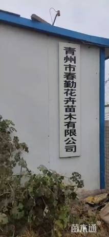 高度15厘米欧石竹