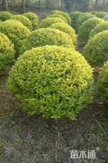 冠幅80厘米金冠女贞球