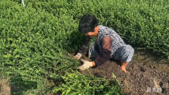 高度35厘米龟甲冬青