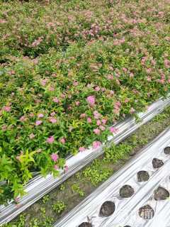 高度25厘米绣线菊