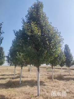 12公分彩叶豆梨