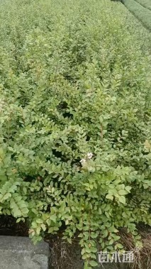 高度50厘米矮紫薇小苗