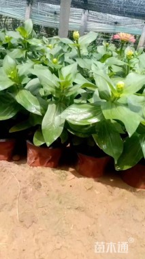 高度10厘米百日草