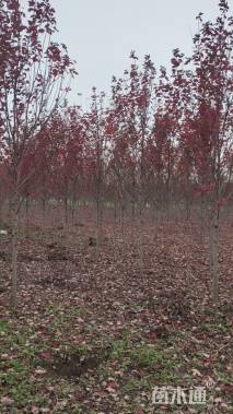 高度200厘米美国红枫-秋火焰小苗