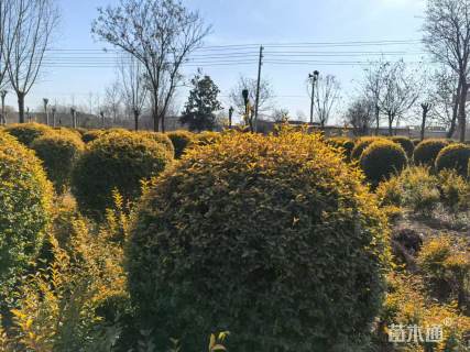 冠幅150厘米金叶女贞球