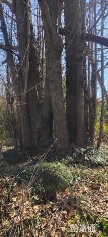 150公分丛生银杏