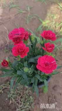 高度25厘米康乃馨