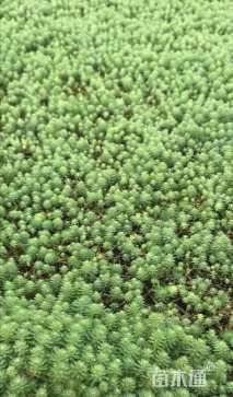 高度50厘米狐尾藻