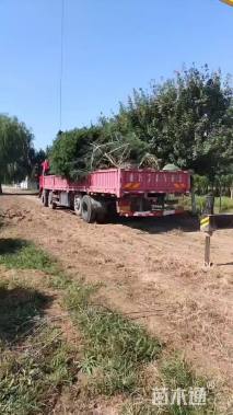 高度300厘米白皮松