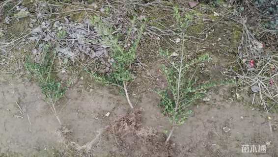 高度30厘米龟甲冬青小苗