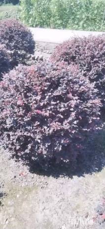 冠幅50厘米红花继木球