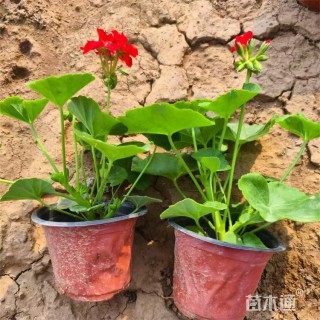 高度22厘米天竺葵