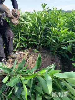 高度50厘米青珊瑚