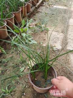 高度20厘米韭兰