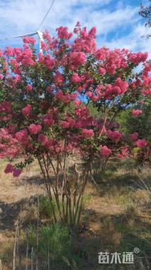 高度300厘米丛生紫薇