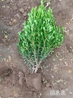 高度150厘米塔柏