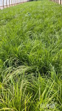 高度30厘米金叶石菖蒲