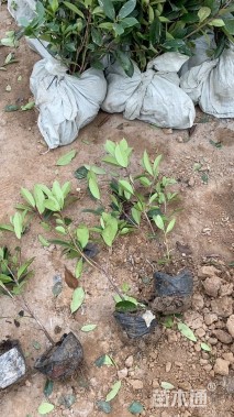 高度40厘米红叶石楠绿篱苗