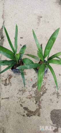 裸干高20厘米矮棕竹