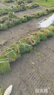 草卷状马尼拉草