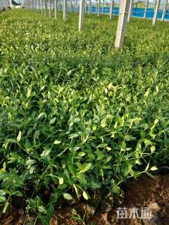 高度20厘米卫矛