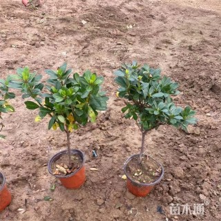 高度40厘米石岩杜鹃