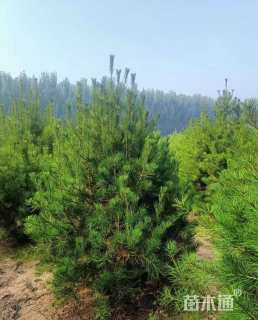 高度250厘米白皮松