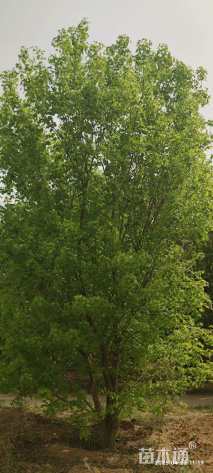 高度700厘米丛生元宝枫