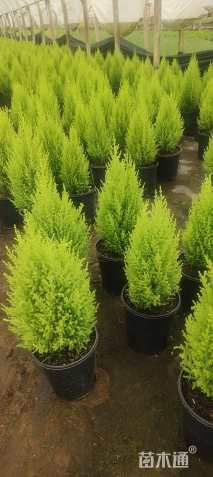 容器苗干香柏