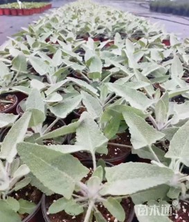 高度30厘米鼠尾草