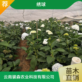 高度10厘米八仙花