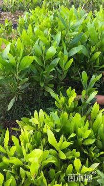 0.5公分马占相思