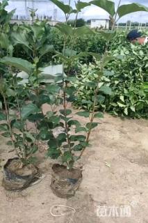 高度50厘米小叶丁香