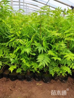 高度40厘米珍珠梅