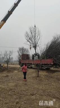 15公分北美海棠