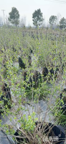 高度100厘米溲疏