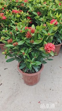 高度35厘米龙船花