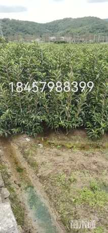 高度150厘米法国冬青