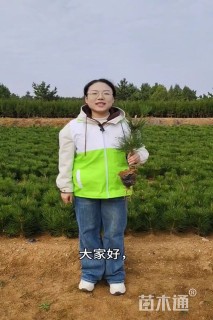 高度50厘米黑松小苗