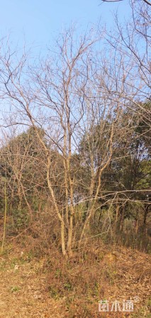 8公分(4杆)丛生黄连木