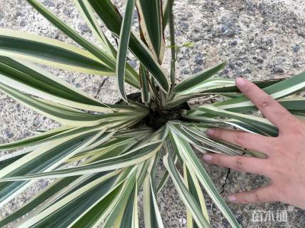 高度40厘米山菅兰