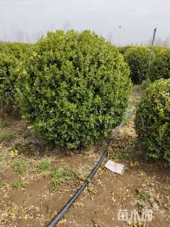 冠幅80厘米瓜子黄杨球