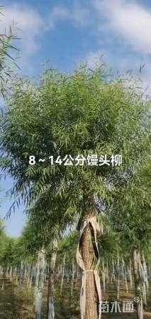 11公分馒头柳