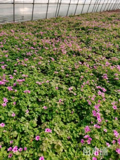 高度15厘米红花酢浆草